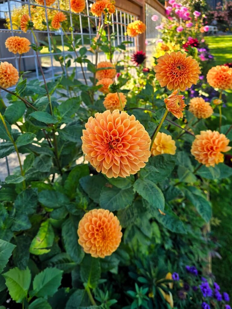 Close-up of orange dahlias in the late October garden