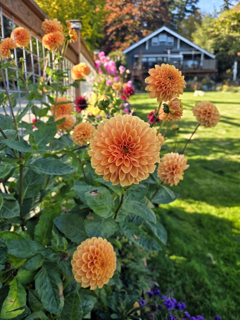 Orange dahlias in the fall garden with the 1920 beach cottage behind them