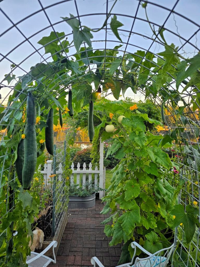 Loofah vines on an arbor with white pumpkins growing beyond