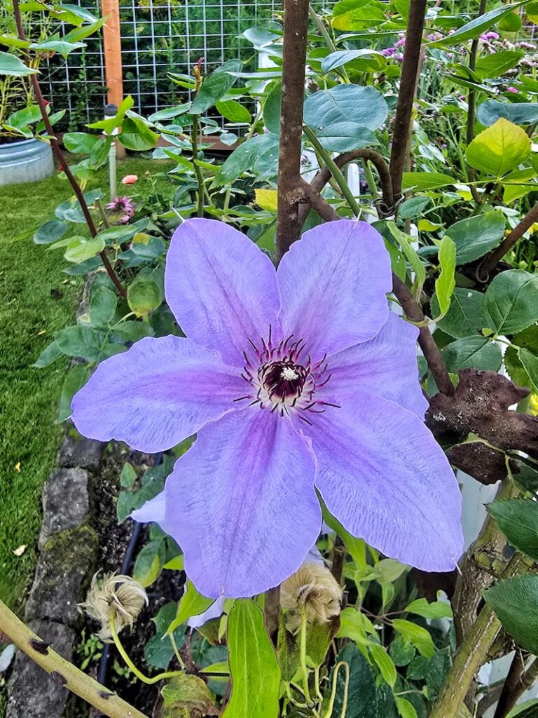 Purple ‘Ramona’ clematis blooming on a garden arbor in fall