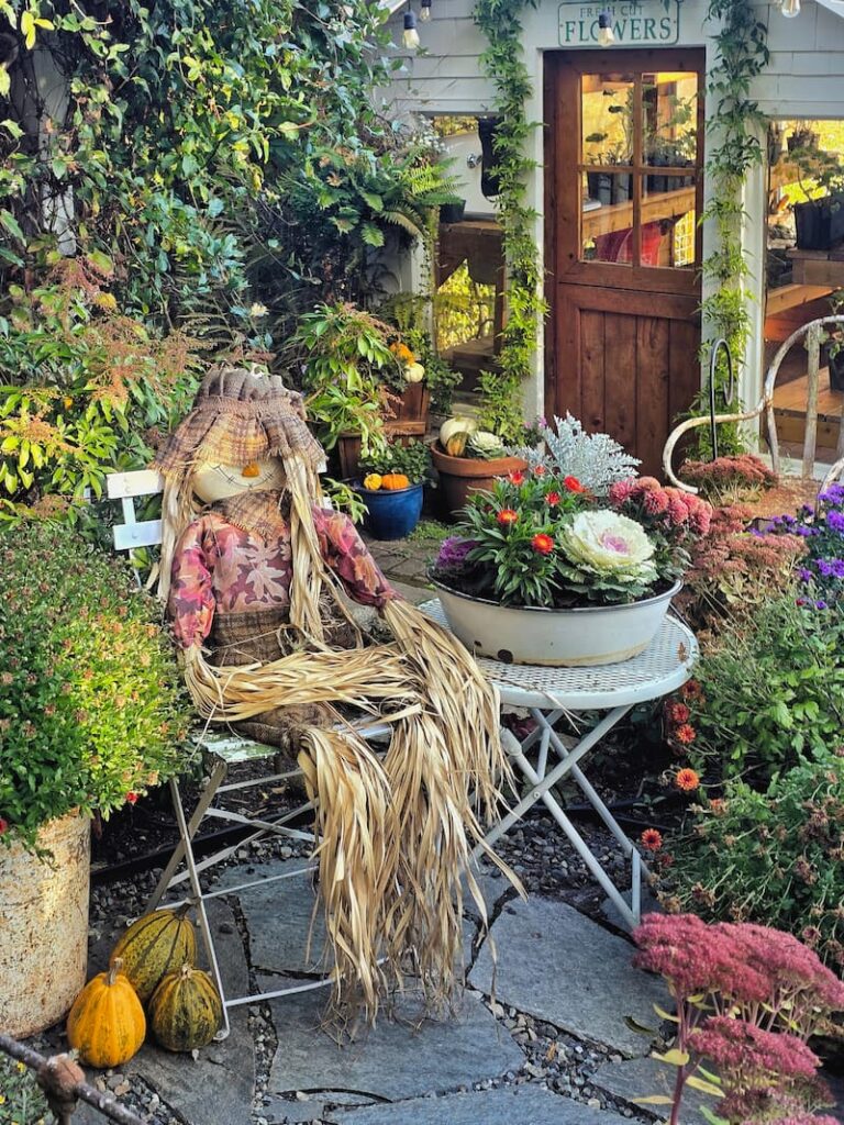 Scarecrow and fall flower containers in front of the greenhouse