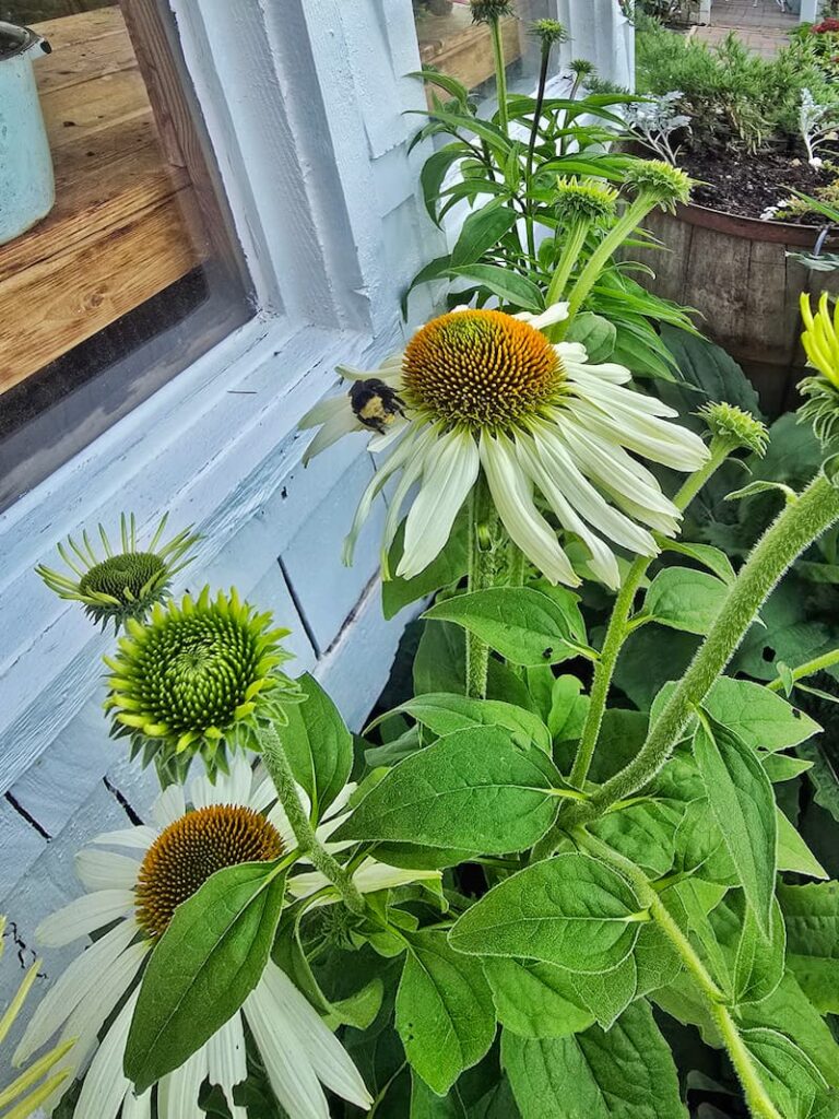 White coneflowers grown from seed blooming in the fall garden