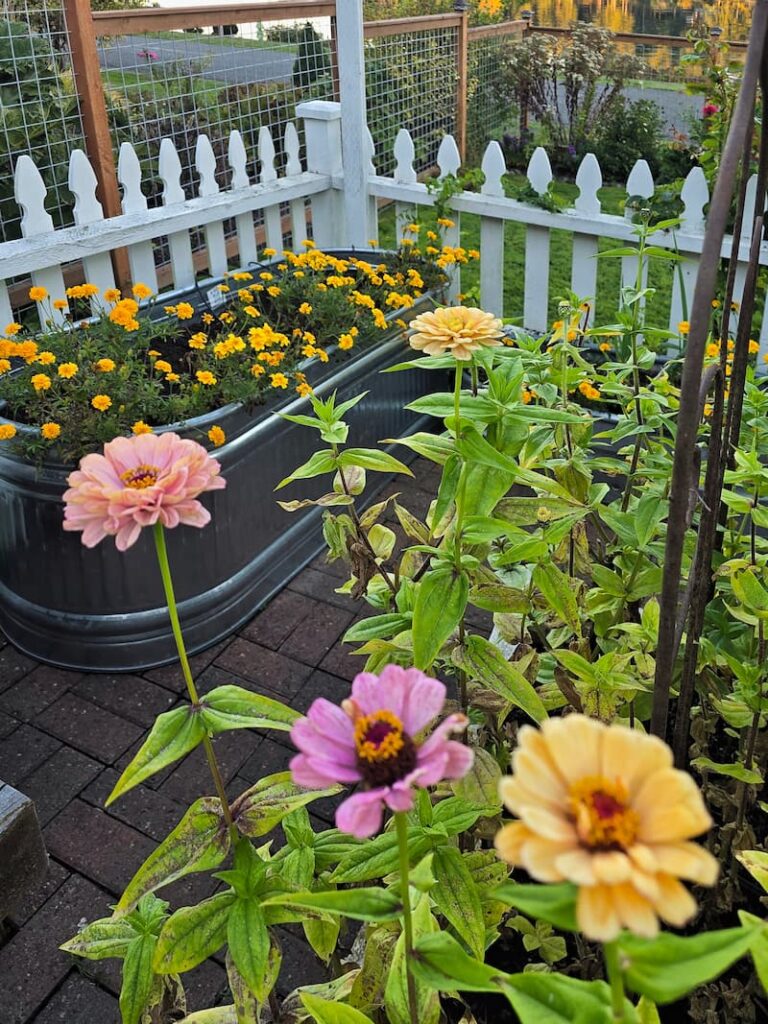 Zinnias and yellow marigolds blooming in the fall cut flower garden
