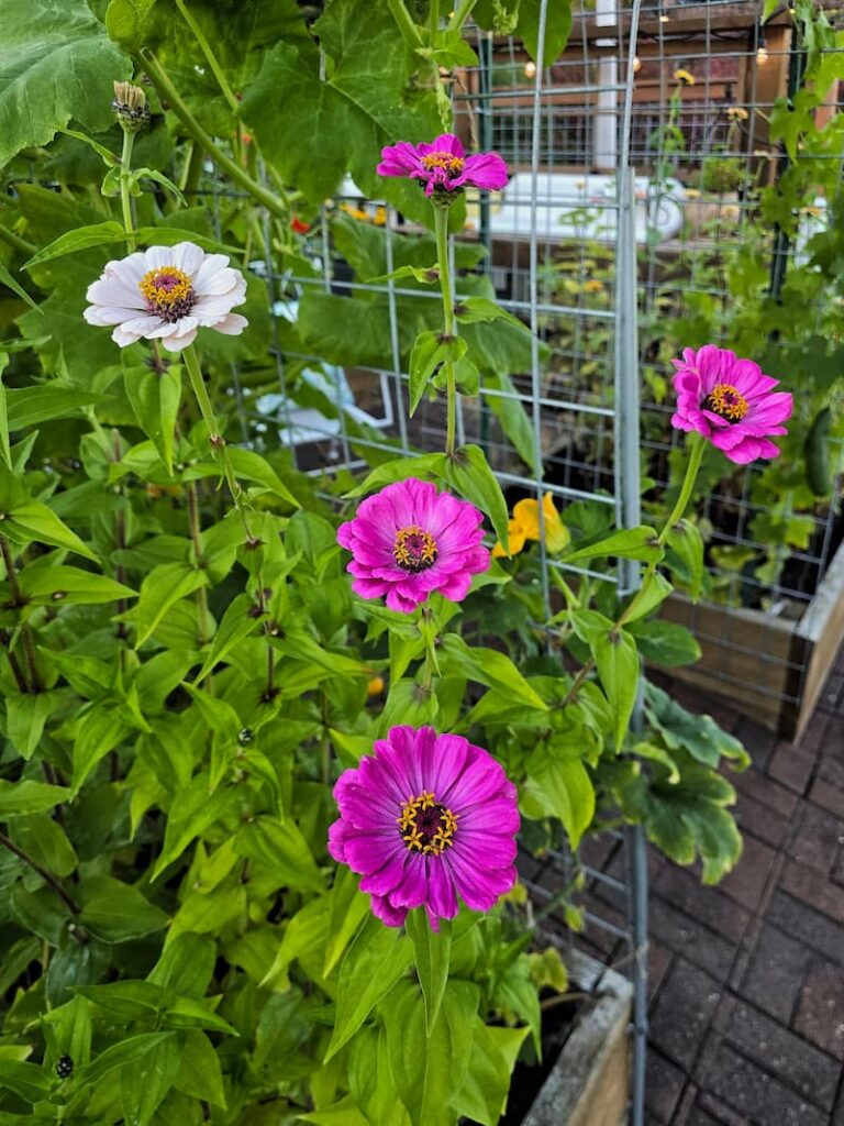 Colorful zinnias still blooming in the fall cut flower garden